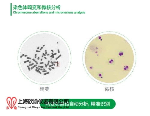 畸变和微核.jpg