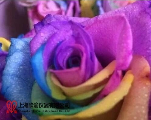 玫瑰冻干设备是什么样子的